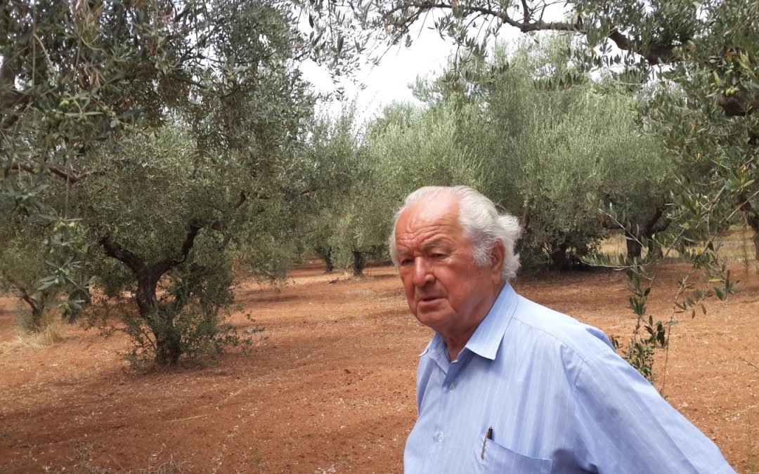 My dad in a blue shirt with pen in pocket standing in a grove of his Olive Trees
