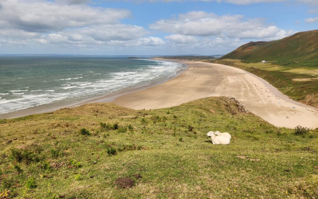 Sheep resting on a grassy cliff overlooking Rhossili Bay in Wales, with a wide sandy beach and rolling waves under a bright blue sky with scattered clouds.