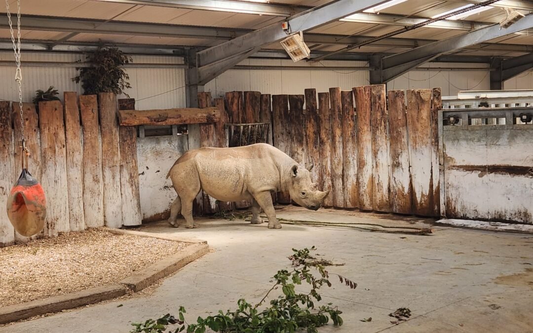 picture of rhinoceros in his zoo room. as charming as the restaurant host in the story