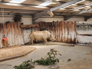 picture of rhinoceros in his zoo room. as charming as the restaurant host in the story